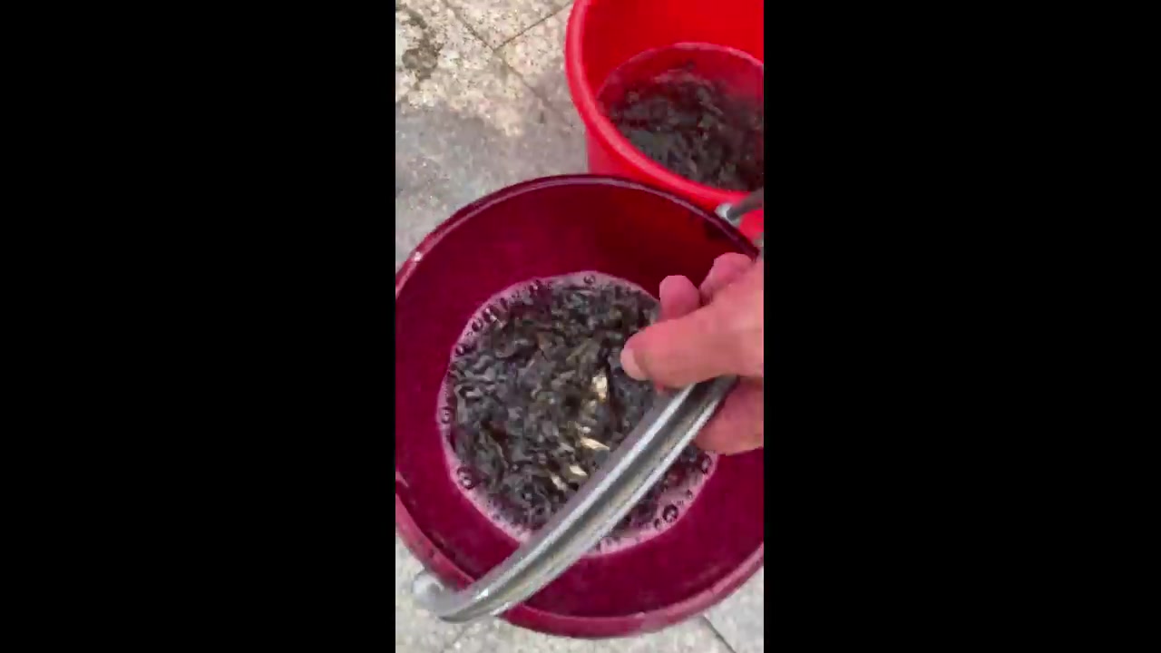 400万尾鱼苗入水！ 促进渔业可持续健康发展