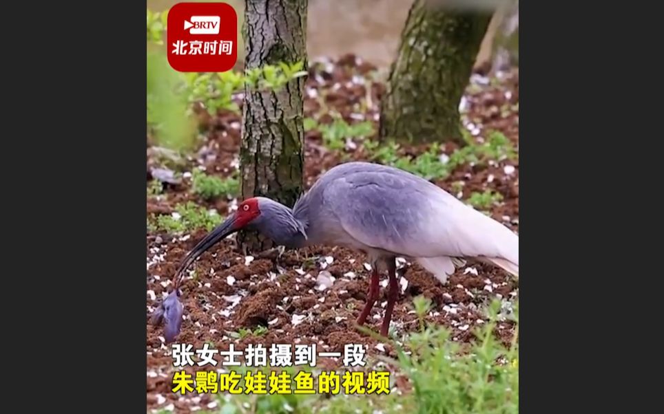 罕见！网友拍到朱鹮吃娃娃鱼
