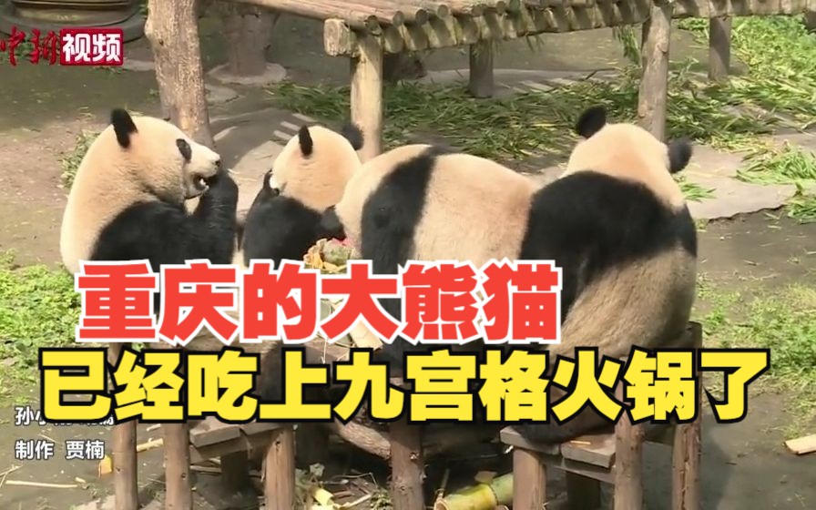 名媛下午茶！重庆大熊猫已经吃上九宫格火锅了！筷子和锅都被吃掉了，可爱死谁啦