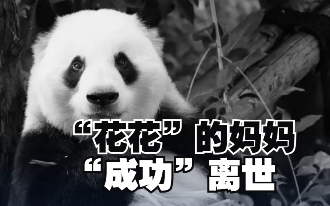 大熊猫“花花”的妈妈“成功”猝然离世：终年23岁