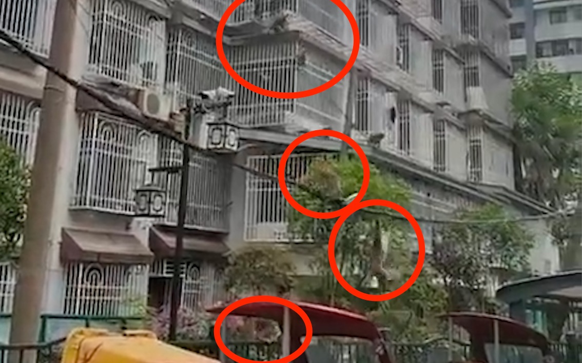 贵州黔灵山群猴窜入小区觅食 官方回应：近期闭园所致，正诱导归园