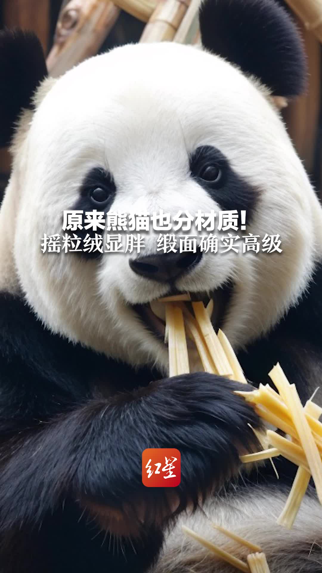 原来熊猫也分材质！摇粒绒显胖 缎面确实高级