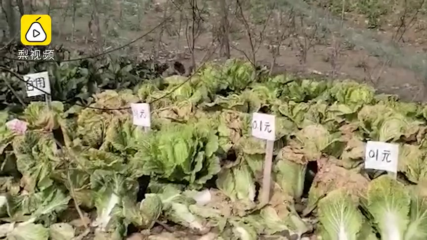 菜被偷后菜地留下百余元，主人竖起0.1元标牌：别不好意思摘