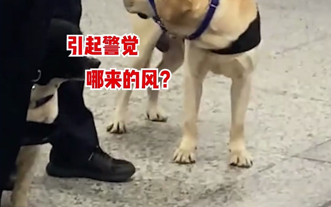 警犬在地铁站内工作，路过的小姐姐为其扇了扇风，“后来它走遍地铁，都没找到那一缕风”