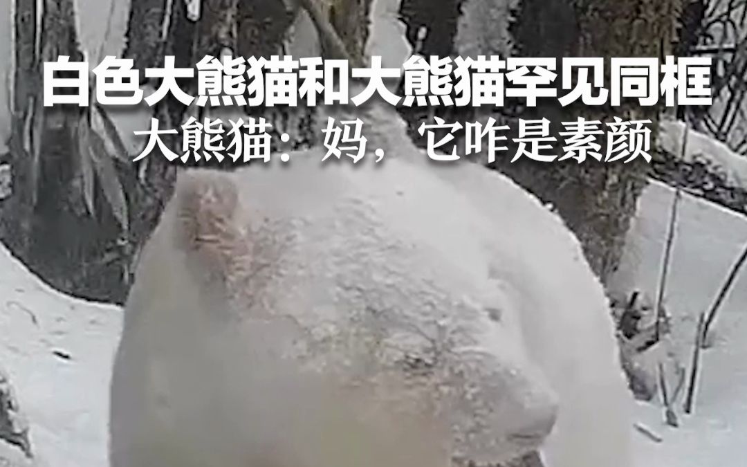 白色大熊猫和大熊猫罕见同框！ 大熊猫：妈，它咋是素颜