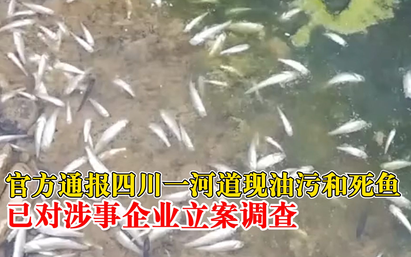 官方通报四川一河道现油污和死鱼：已对涉事企业立案调查