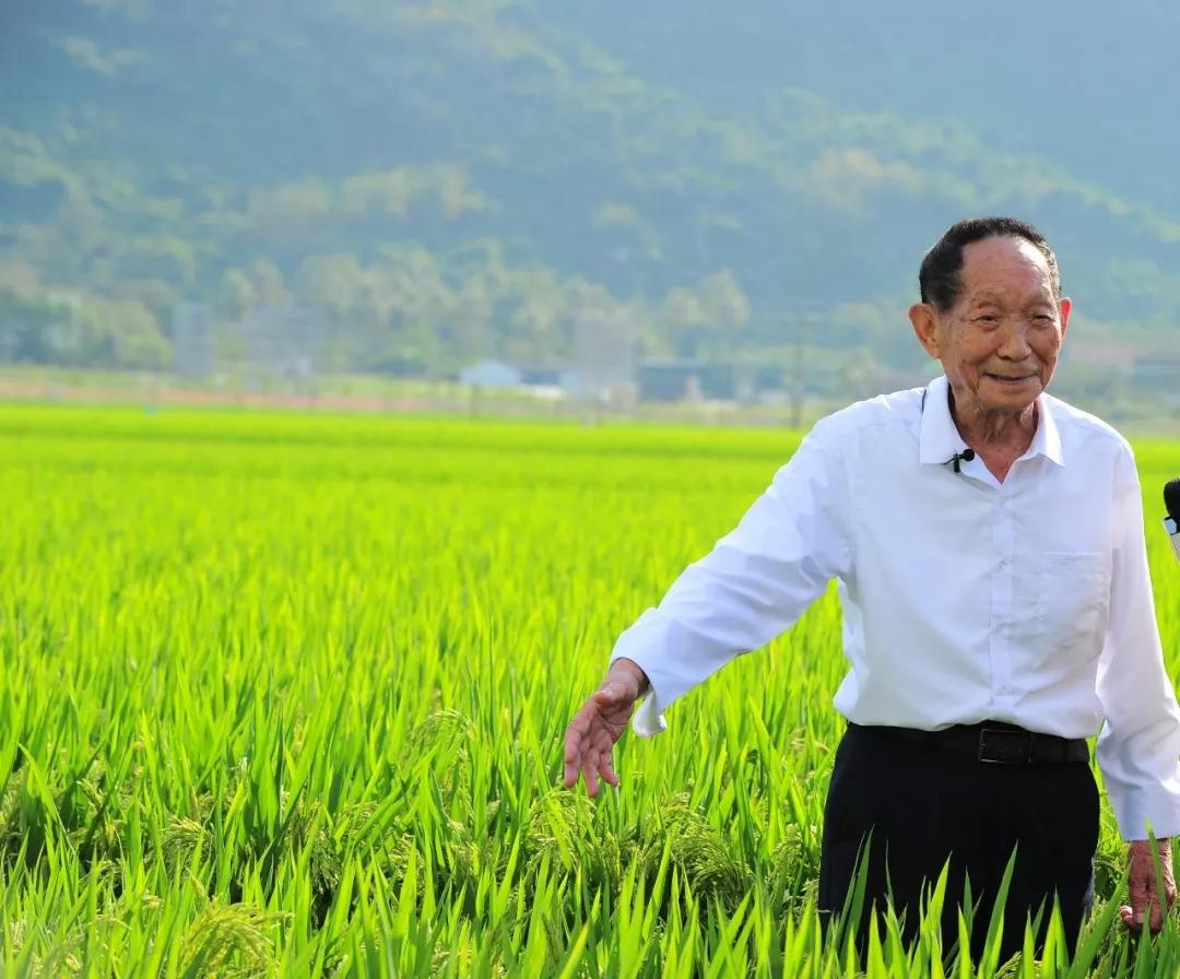 90后袁隆平感慨，这届博士生太难带了，修改论文死脑细胞啊！
