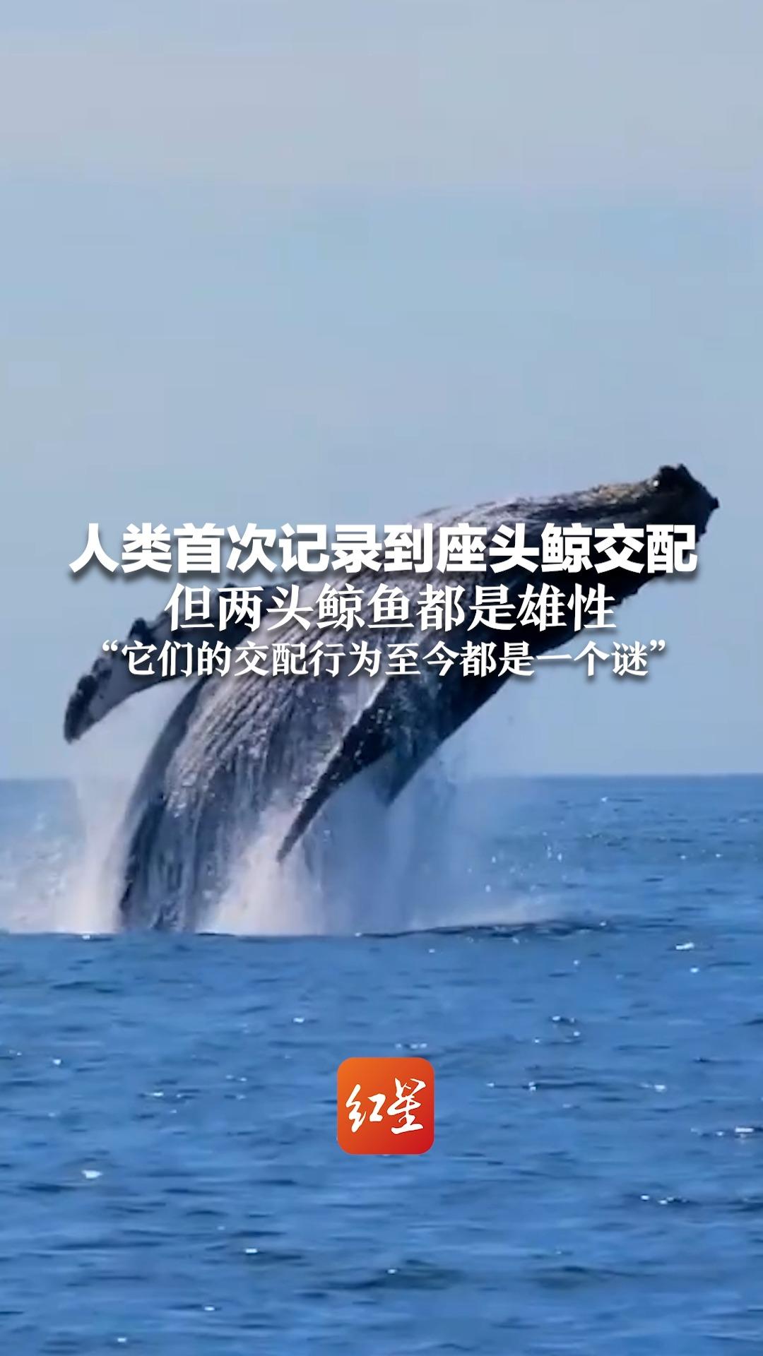人类首次记录到座头鲸交配 但两头鲸鱼都是雄性 “它们的交配行为至今都是一个谜”