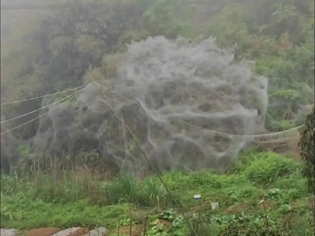 泉州惊现巨型“蜘蛛网” ，面积达数十平方，林业局：初判为天幕毛虫