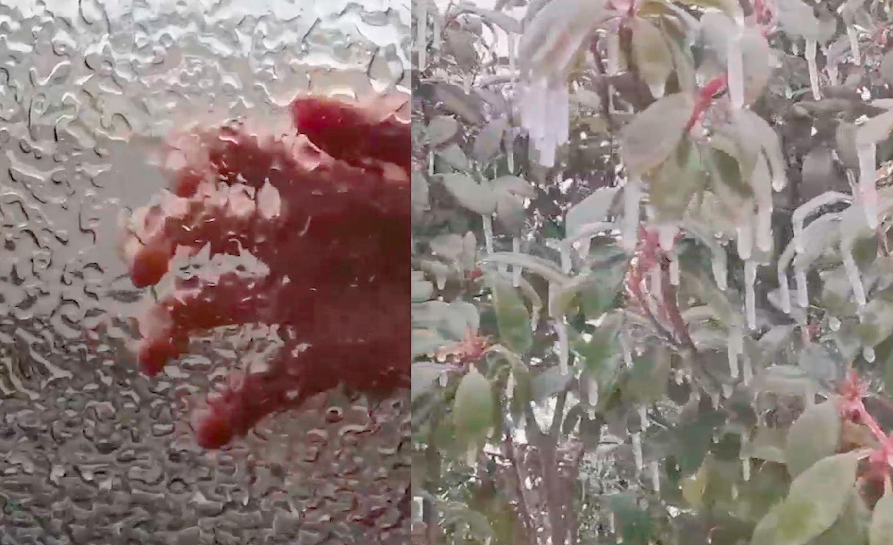 湖南迎低温雨雪冰冻天气：雨遇树即“挂”，整车被涂“磨砂”层