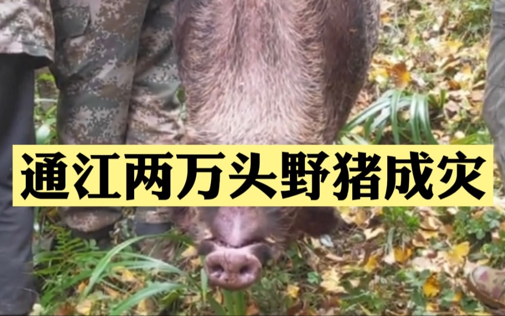 四川通江2万头野猪成灾，专业捕杀队两天半仅捕杀8头