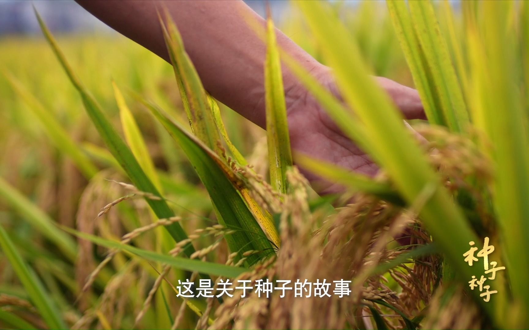 一粒种子可以改变一个世界，一个品种可以造福一个民族。在丰收的季节，一起看种子背后的基因密码