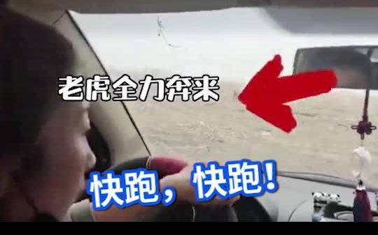 黑龙江一野生东北虎进村，工作人员遇袭被一掌拍碎车窗。民警大喇叭提醒村民：赶紧回家，关好门窗