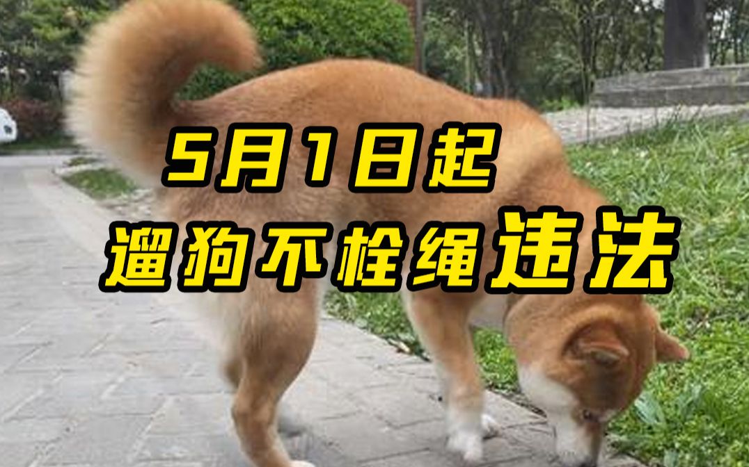 5月1日起遛狗不拴绳违法