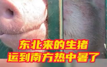 东北来的生猪运到南方热中暑了