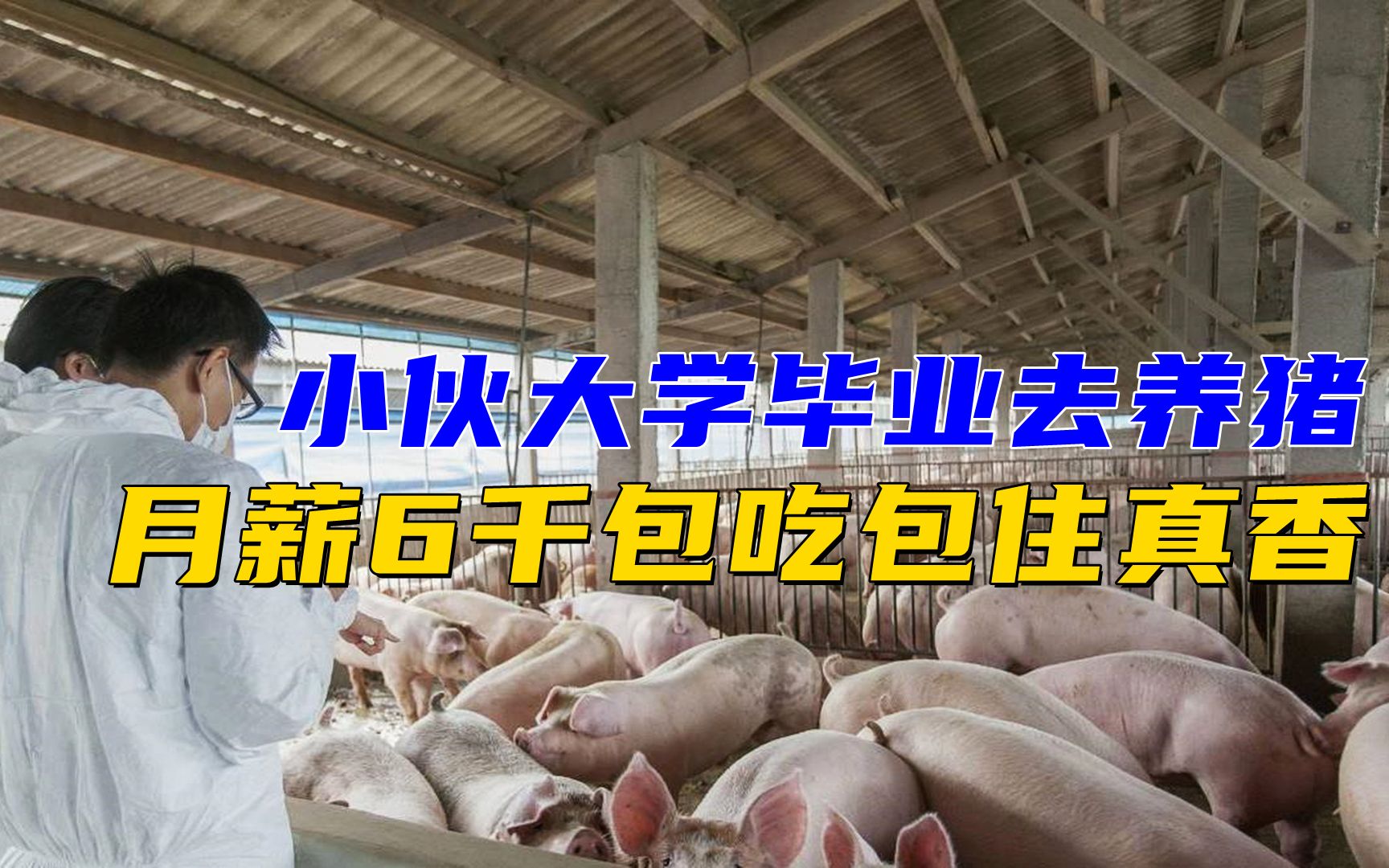 小伙大学毕业去养猪，月薪6千包吃包住真香，老板优先录取农村娃