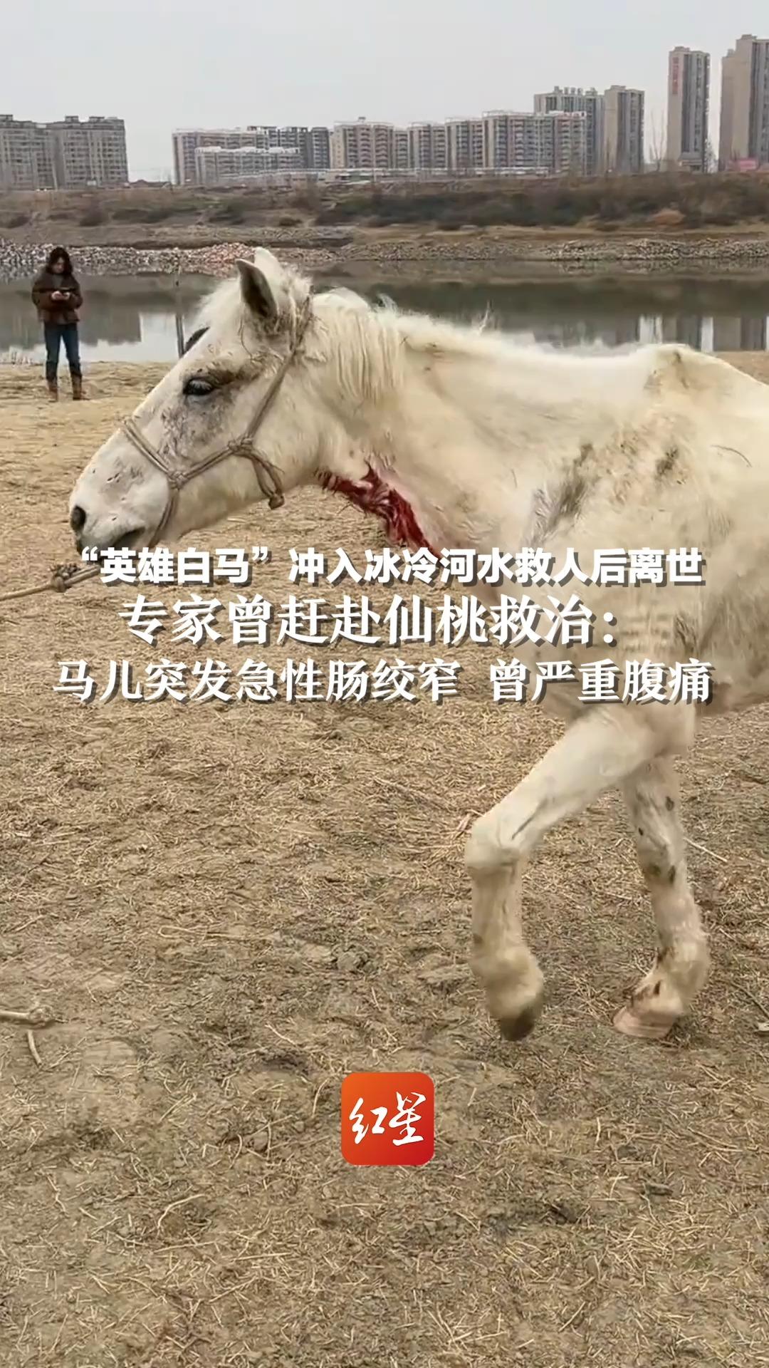 “英雄白马”冲入冰冷河水救人后离世，专家曾赶赴仙桃救治：马儿突发急性肠绞窄 曾严重腹痛