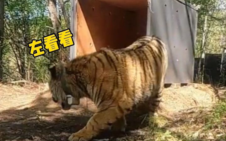 放虎归山！ #进村东北虎完达山1号重回山林 ，放生林场重重把守