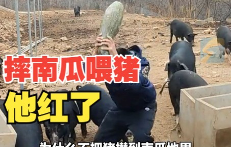 33岁男子承包900亩荒山 摔南瓜喂猪意外走红