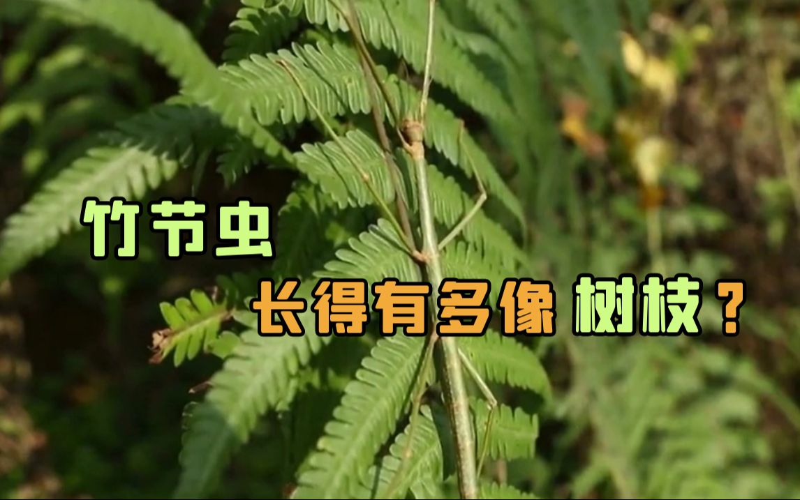 竹节虫，长得有多像树枝？