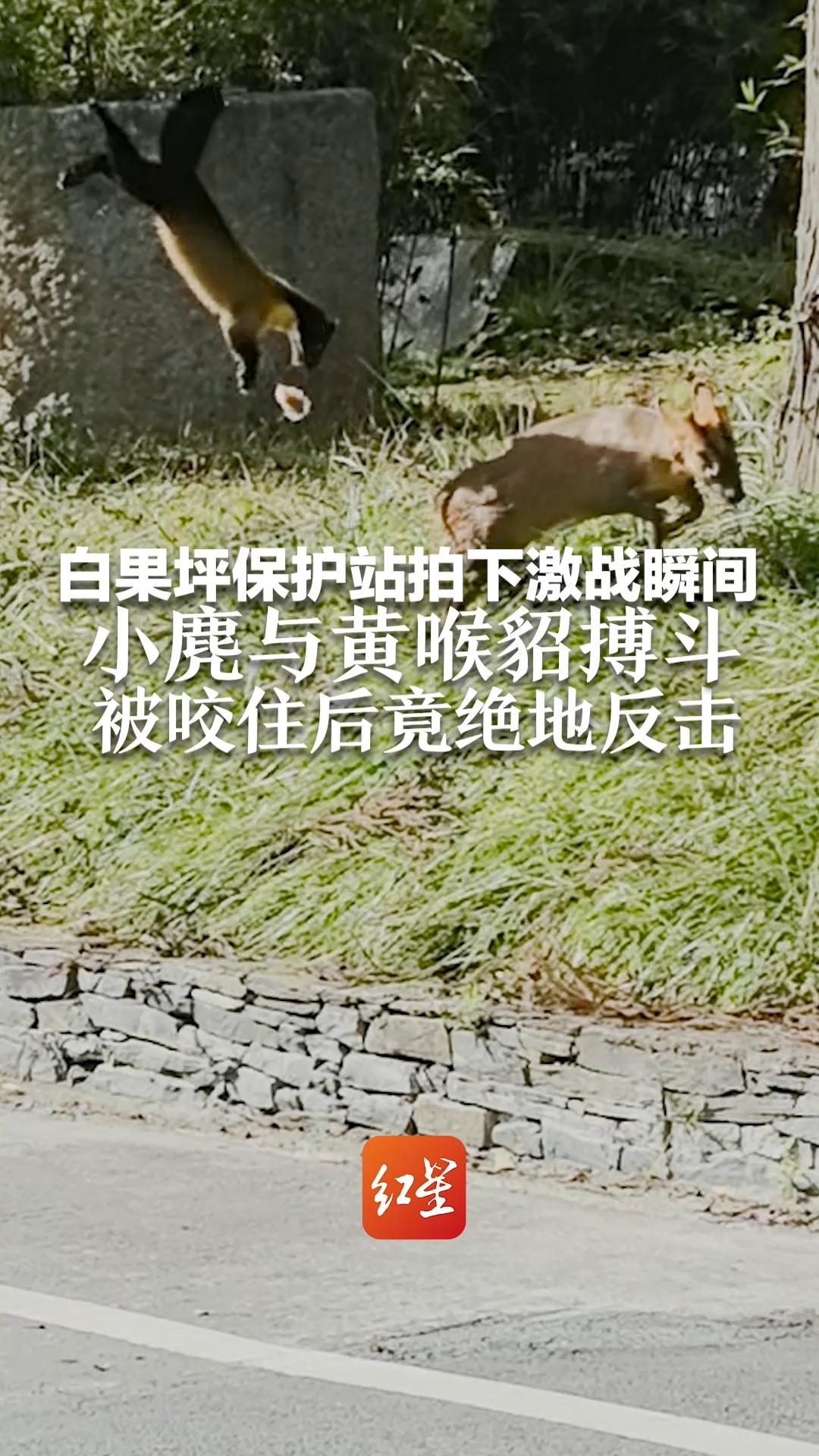 白果坪保护站拍下激战瞬间 小麂与黄喉貂搏斗 被咬住后竟绝地反击