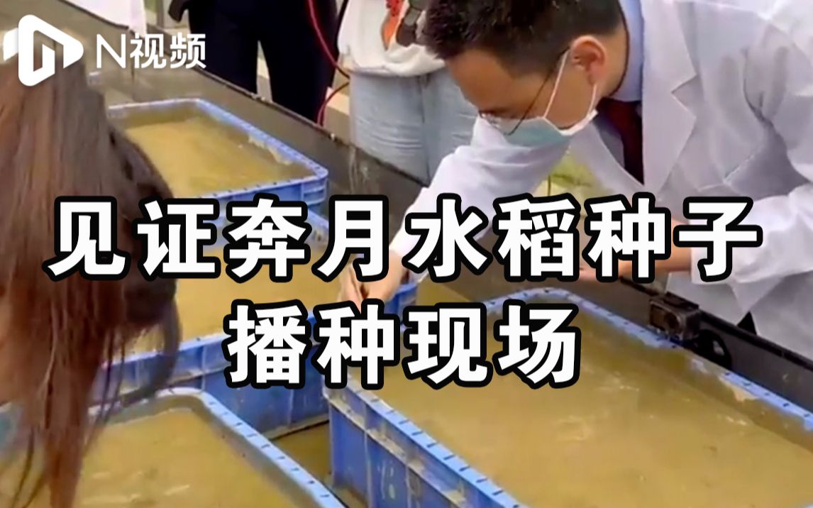 随嫦娥五号上月球的水稻种子今日播种：已处于萌发状态