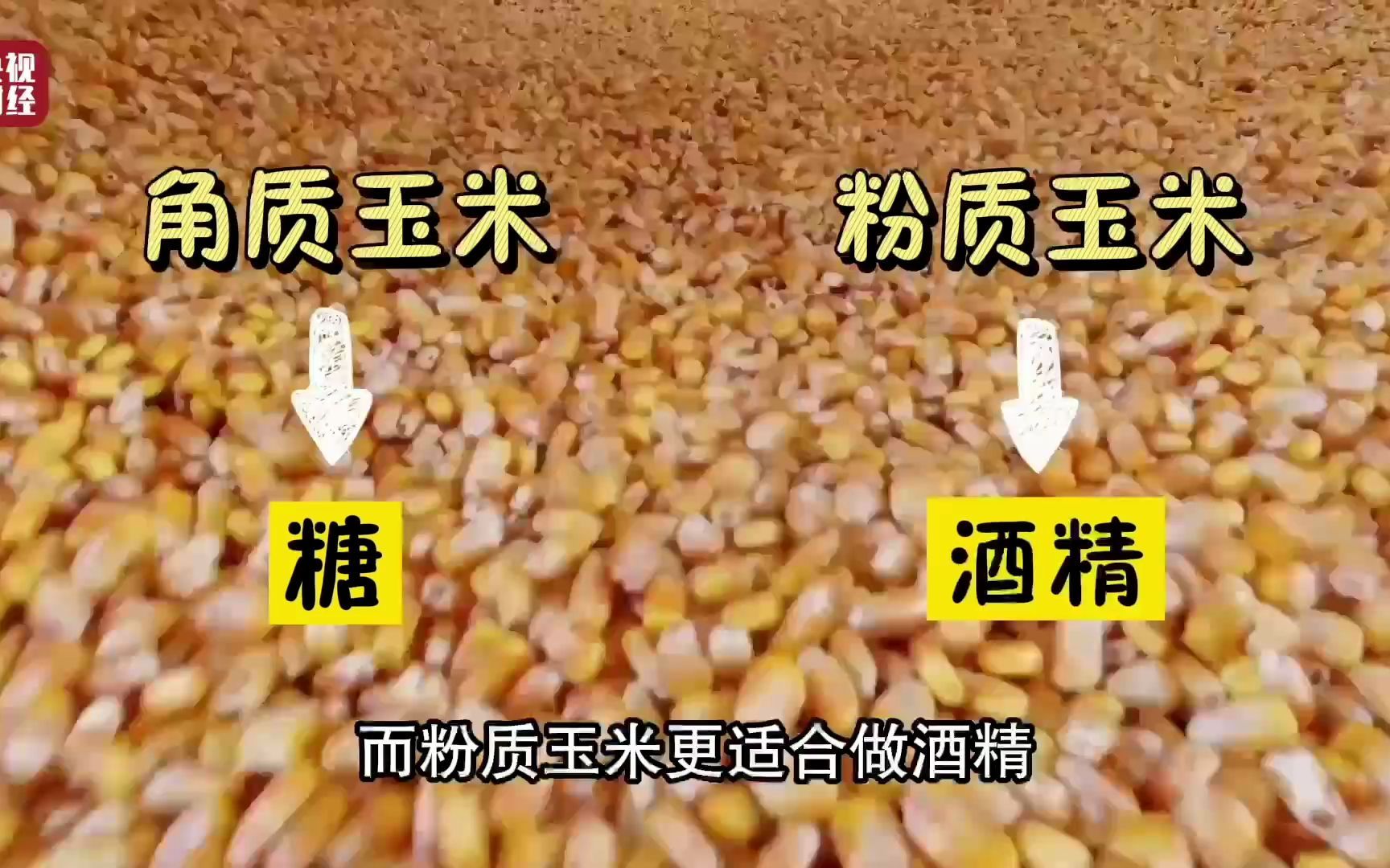 “种”知识丨中国玉米制糖量世界第一！可乐中的糖是玉米做的，玉米变糖用时90小时！