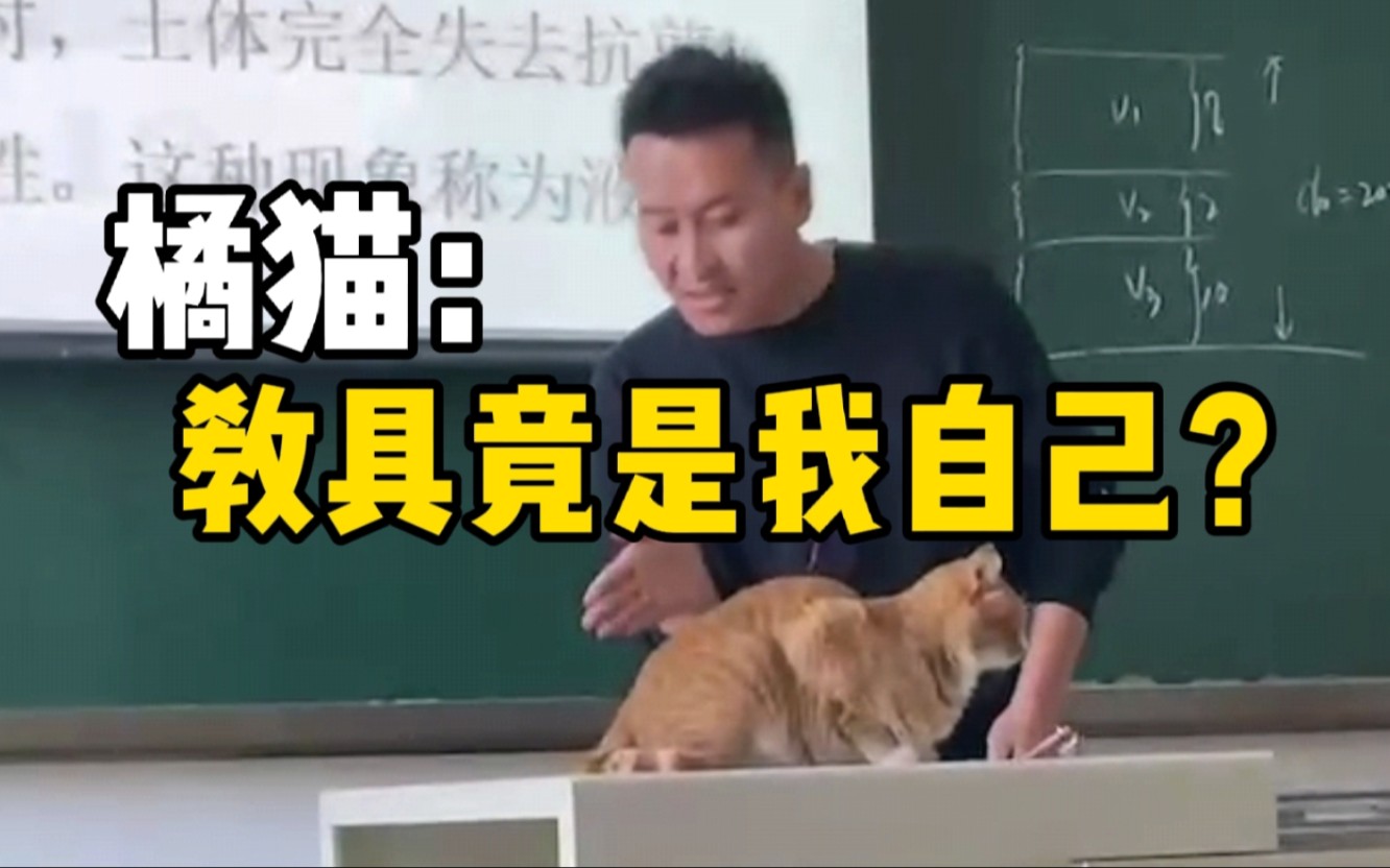 猫咪教室蹭课被当教具授课，老师回应：橘猫尾巴摆动很适合讲解鞭梢效应