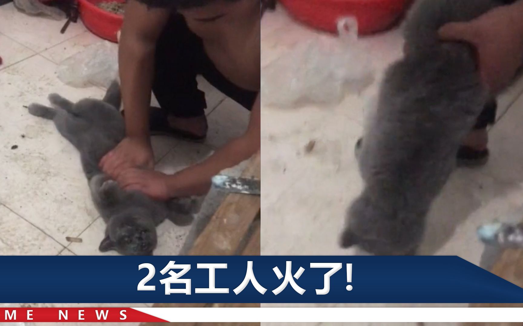 小猫偷吃被噎抽搐蹬腿，工人海姆立克法施救，1件事当事人没想到
