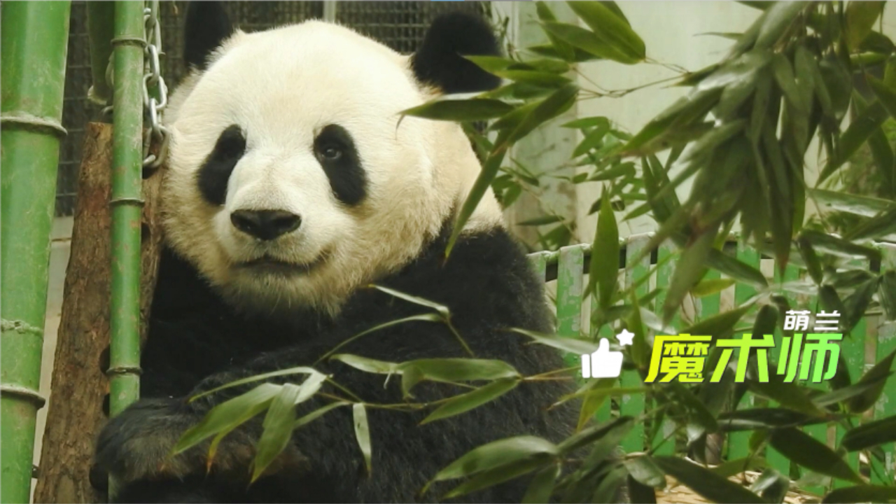 宠粉第二波！萌兰又来整活了，给姨姨们变个魔术！