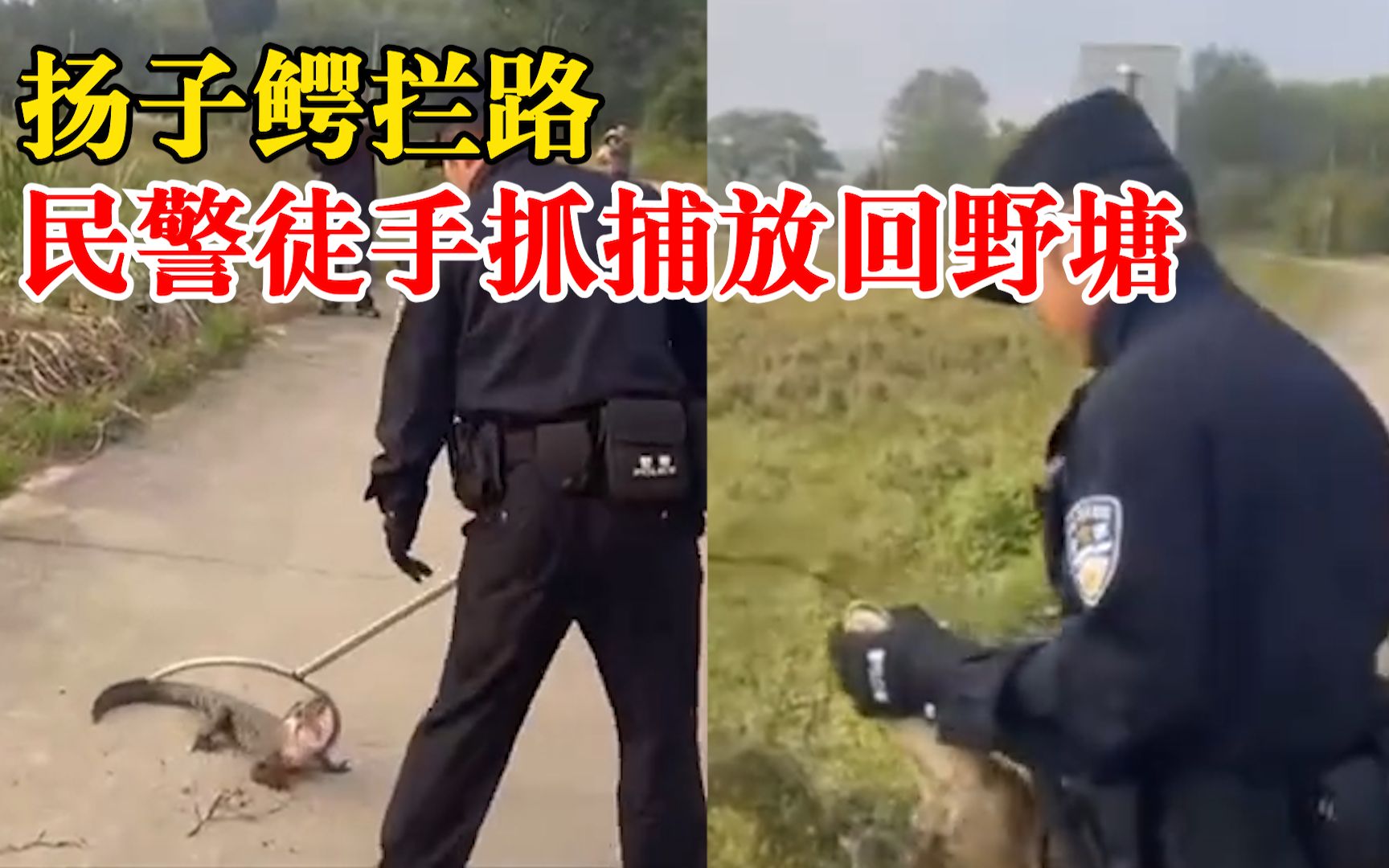 奶凶小鳄！村民回家途中遇扬子鳄拦路，民警徒手抓捕放回野塘