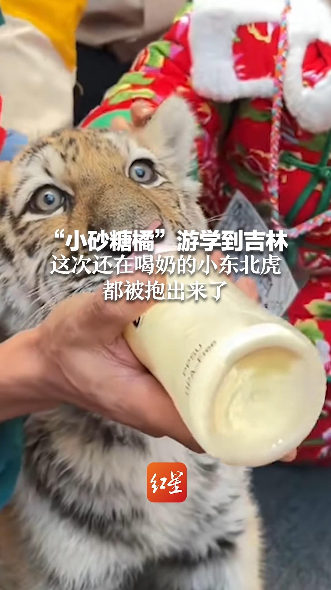 “小砂糖橘”游学到吉林 这次还在喝奶的小东北虎都被抱出来了