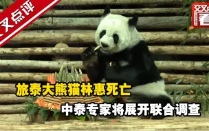 旅泰大熊猫林惠死亡 中泰专家将展开联合调查
