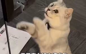 还得是哈基米！公司大门被锁住，员工门外等猫咪开门。猫咪：要不是我，你们全勤奖都得凉