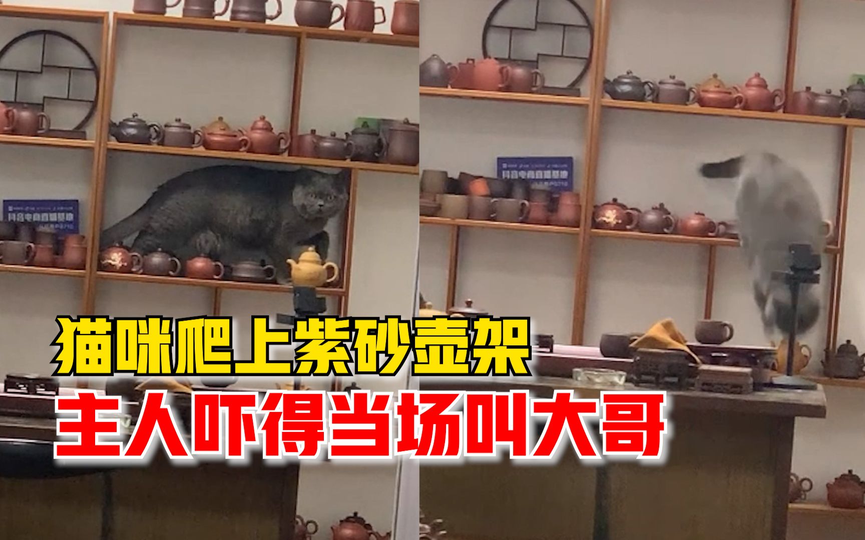 猫咪爬上紫砂壶架，主人吓得当场叫大哥