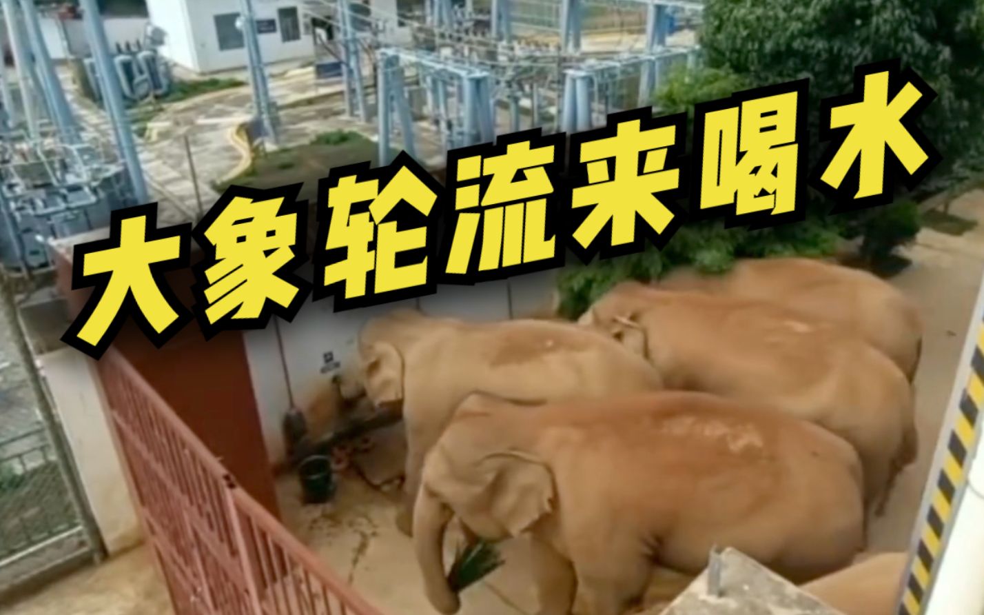 象群进村民家拧开水龙头喝水 喝完咋不关上呢