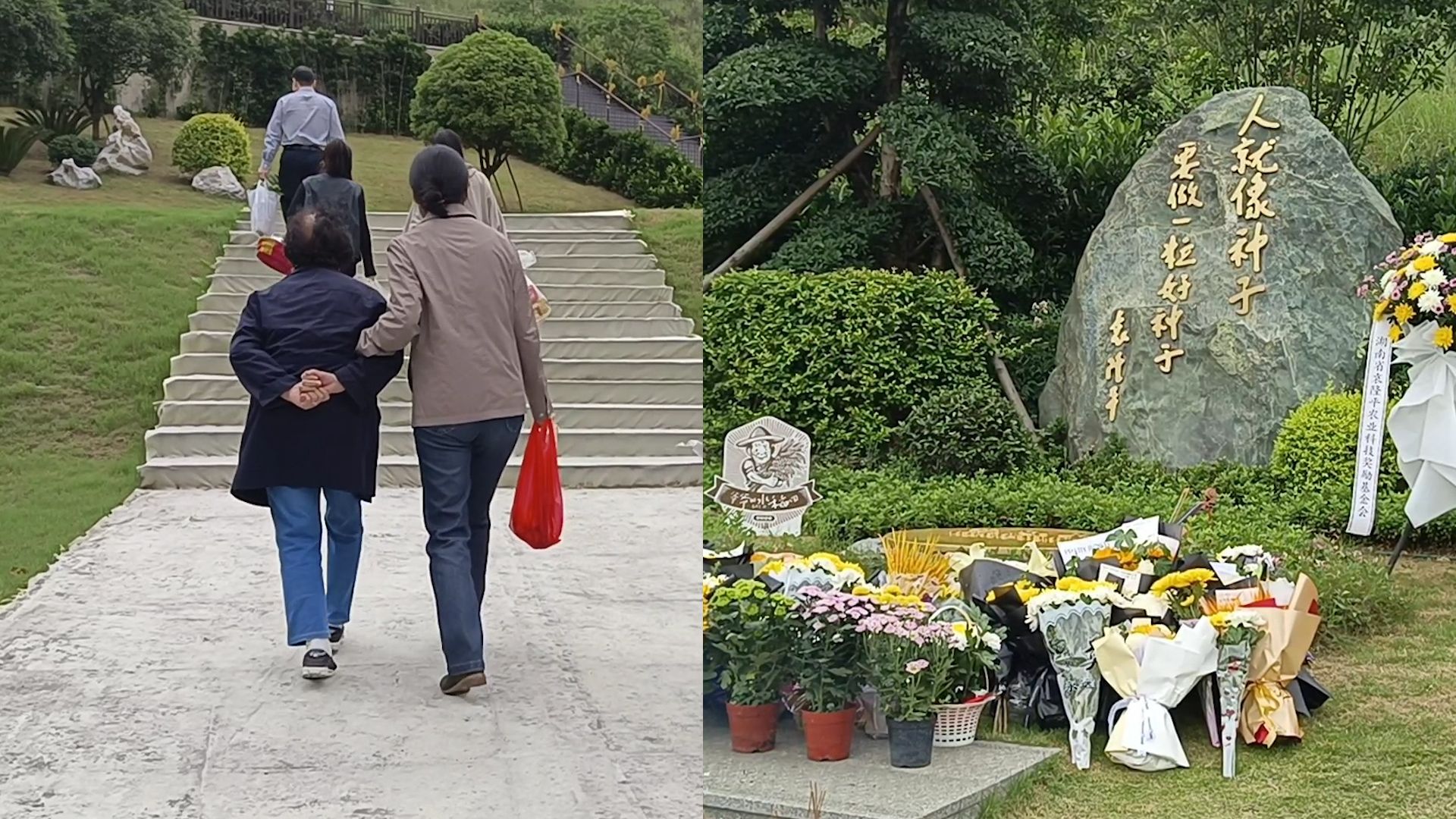 袁隆平逝世两周年 夫人携家人前往陵园祭扫 墓前摆满了鲜花和稻穗