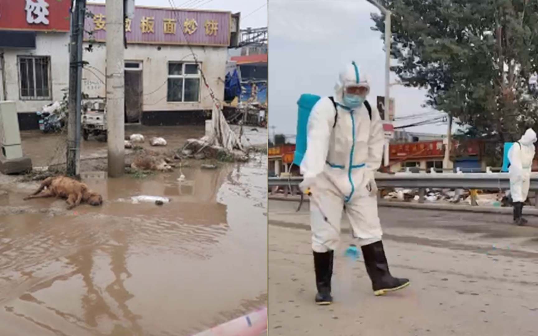 直击现场！洪水退去涿州街头满是垃圾和动物尸体 大面积消杀进行中