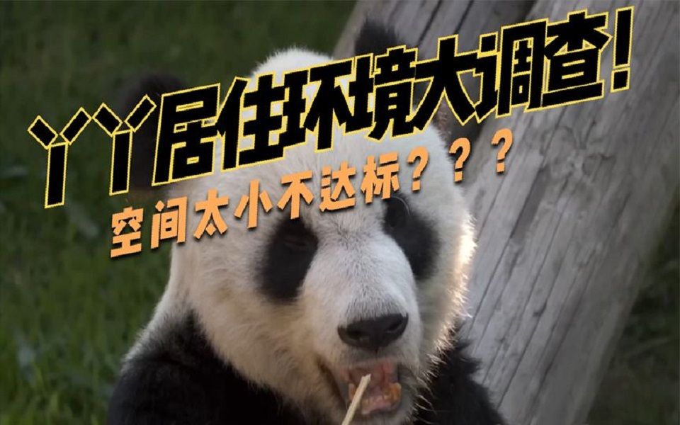 丫丫居住环境调查 空间逼仄不达标？到处粪便脏乱差？
