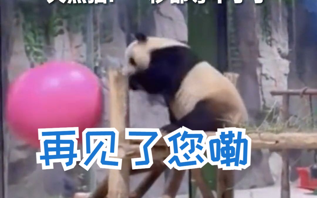 大熊猫卡点准时下班，听到营业结束铃声立马甩盆！大熊猫灵岩：一秒都等不了了
