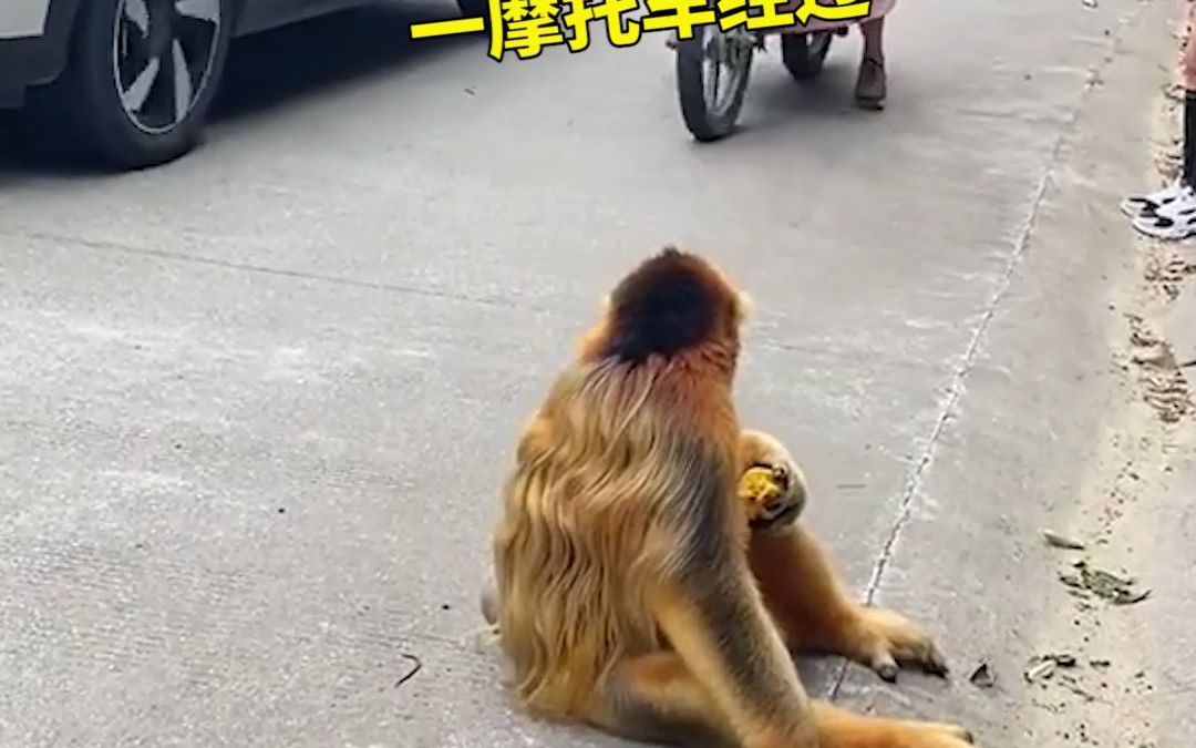 女子路上偶遇一只金丝猴激动拍照，它快速转身一幕 网友惊呼：聪明！