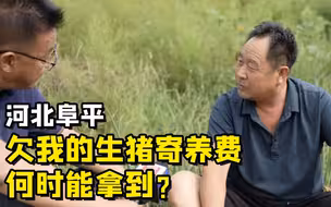 聚焦三农丨河北阜平：欠我的生猪寄养费何时能拿到？