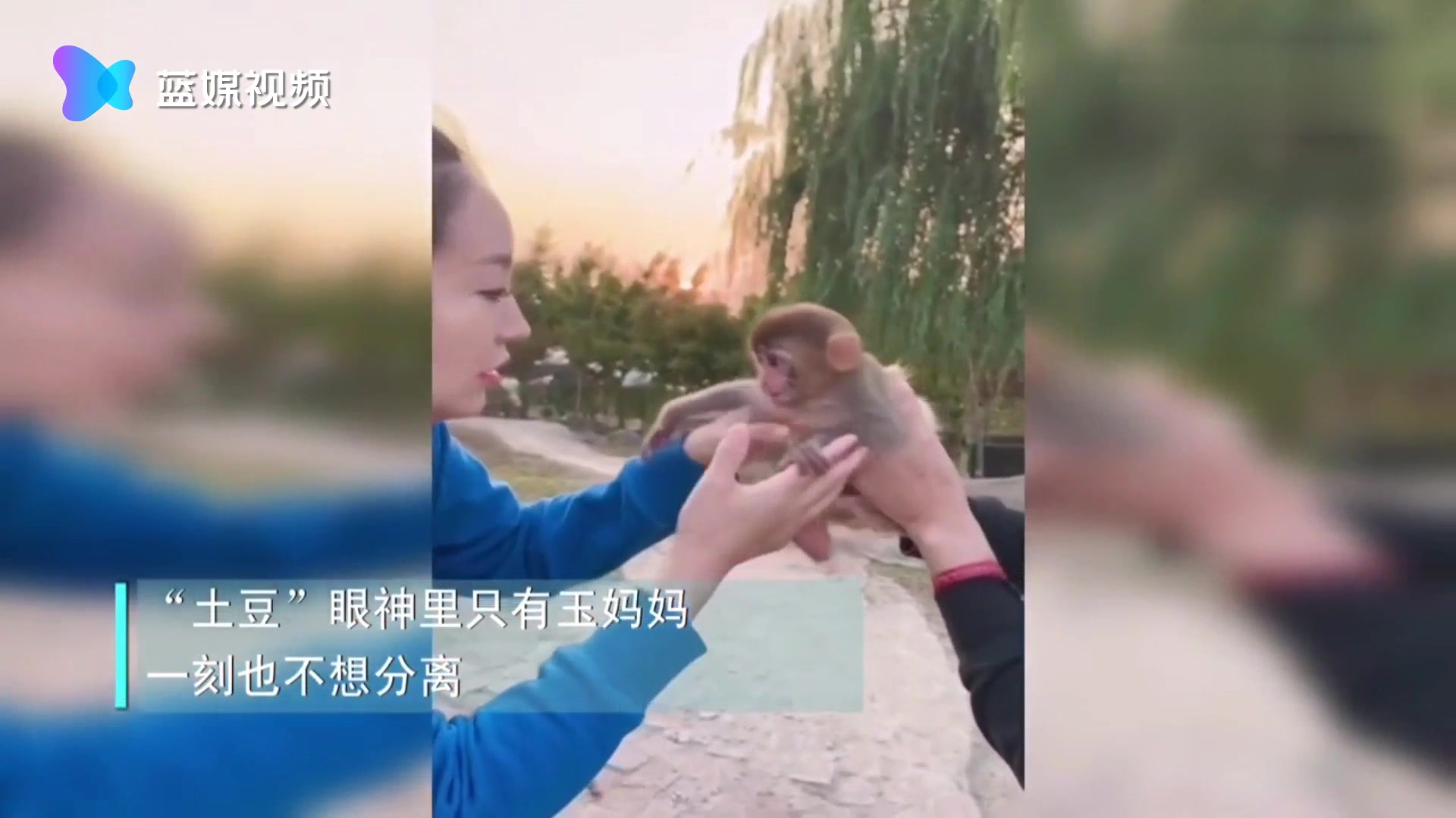 萌化了！小猕猴把饲养员当妈妈！动物和人一样都有丰富的情感 我们爱他们 他们也会回报以爱！