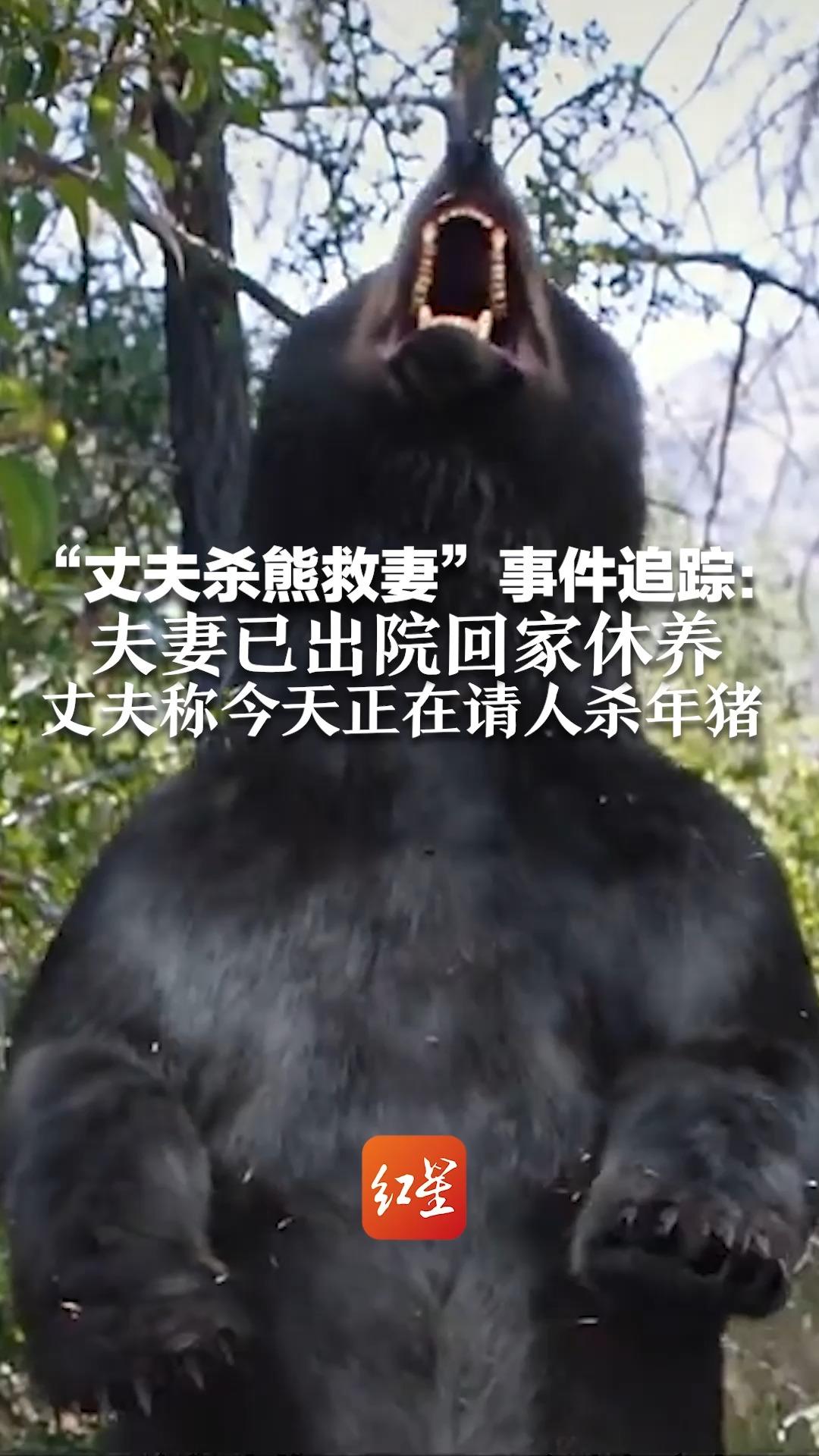 “丈夫杀熊救妻”事件追踪：夫妻已出院回家休养 丈夫称今天正在请人杀年猪