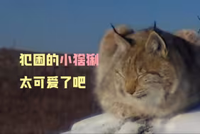 你见过小猞猁打哈欠吗？