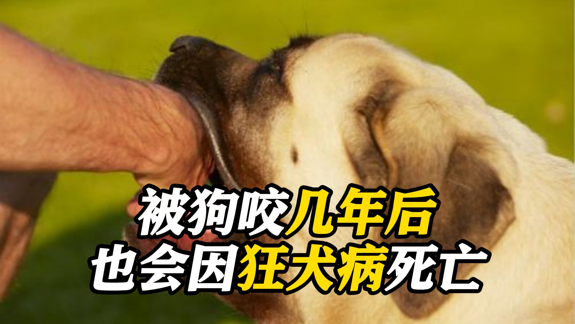 不能大意！48岁男子确诊狂犬病3天后身亡 妻子：几年前他被狗咬过！