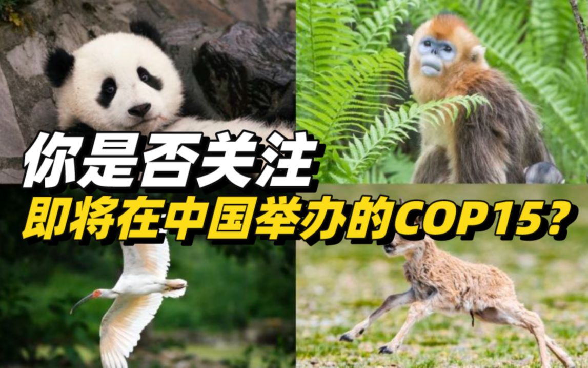 【中国说】保护物种，其实是拯救人类自己