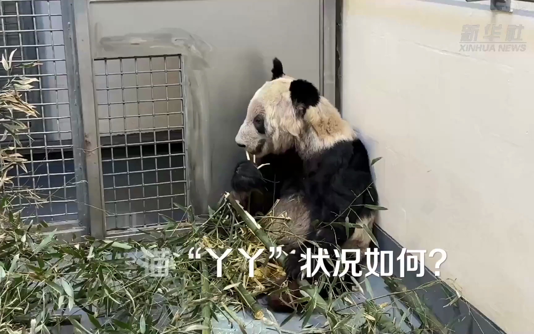 旅美大熊猫“丫丫”即将回国，媒体探访