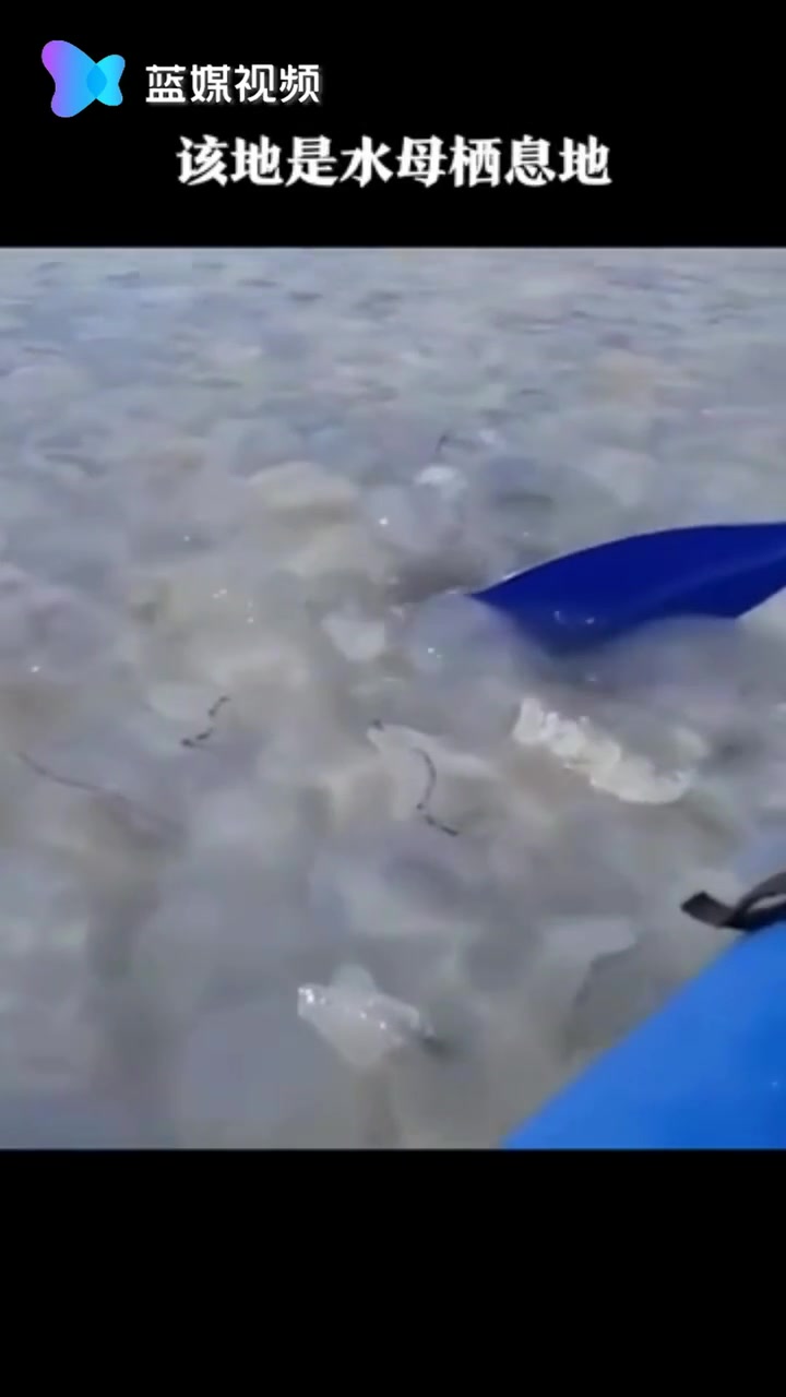 密恐慎入！乌克兰巨大水母群覆盖海面
