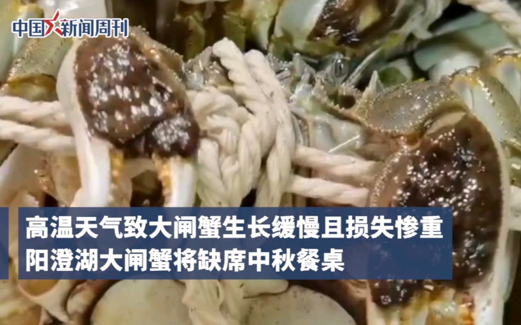 阳澄湖大闸蟹未开捕却有商家卖现货。